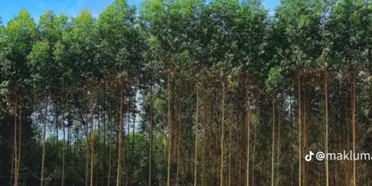 Jaksa Agung Tetapkan Tersangka Kasus Korupsi Kehutanan, DPP Advokasi IPJI Desak Pengusutan Pajak RAPP