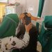 Curi 11 Karung pupuk PT Arara Abadi, Warga Bathin Solapan Diamankan Polsek Tanah Putih Polres Rohil