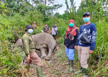 Gajah Sumatera Ditemukan Mati, Ini yang Disampaikan BBKSDA Riau