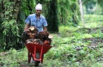 Petani KKPA Sepakat Laporkan Pengurus KMS, Viktor : Masyarakat Dua Desa Ini sudah Kehabisan Rasa Sabar