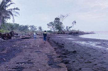 Aksi Memperingati Hari Bumi, Pusat Koordinasi Mapala Tingkat Perguruan Tinggi Se-Riau Melakukan Penanaman Mangrove di Pulau Bengkalis