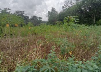 Diduga Tanah Fasilitas Umum di Tiyuh Sumber Rejo di Kuasai Oleh Oknum Masyarakat