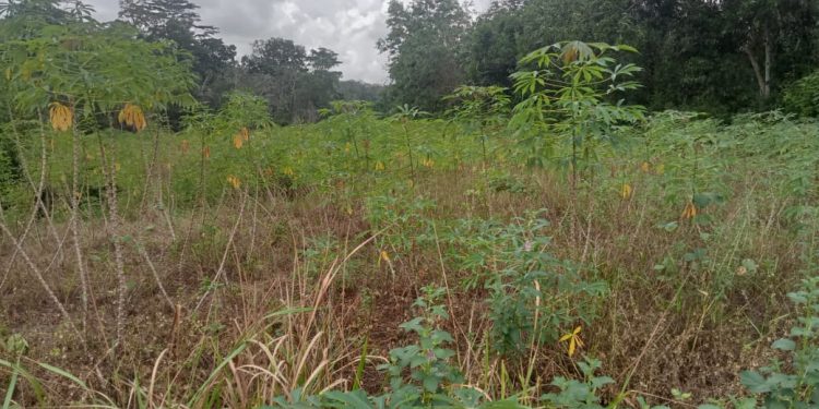 Diduga Tanah Fasilitas Umum di Tiyuh Sumber Rejo di Kuasai Oleh Oknum Masyarakat