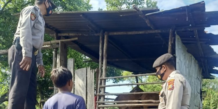 Cegah PMK, Polres Rohil Gelar Ops Aman Nusa II