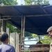 Cegah PMK, Polres Rohil Gelar Ops Aman Nusa II