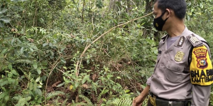 Ditemukan Mayat Laki-Laki Di Rimba Melintang Diduga Karena Sakit