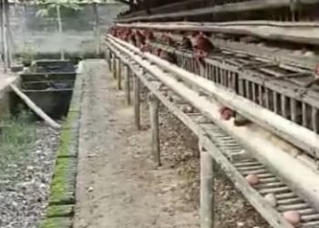 DLH Tulang Bawang Barat Diminta Tindak Lanjuti Usaha Ayam Petelur