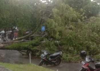 Akibat Pohon Tumbang, Jalan Raya Km 6 Perawang Macet 