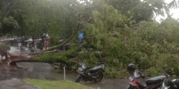Akibat Pohon Tumbang, Jalan Raya Km 6 Perawang Macet 