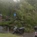 Akibat Pohon Tumbang, Jalan Raya Km 6 Perawang Macet 