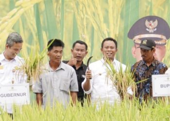 Wabup Rohil Hadiri Panen Raya Padi di Kecamatan Rimba Melintang