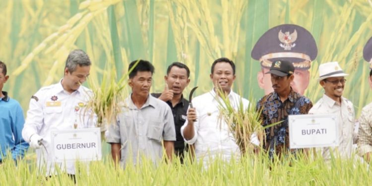 Wabup Rohil Hadiri Panen Raya Padi di Kecamatan Rimba Melintang
