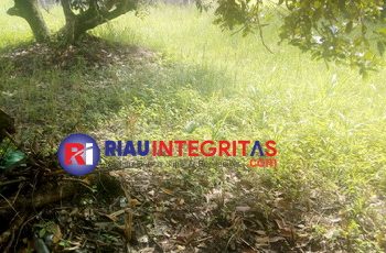 Proyek Rumput Vetiver BPBD Aceh di Kota Langsa Diduga Proyek Buang Anggaran Tahun 2022