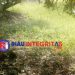 Proyek Rumput Vetiver BPBD Aceh di Kota Langsa Diduga Proyek Buang Anggaran Tahun 2022