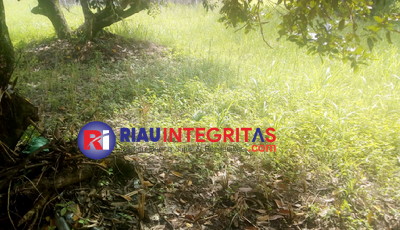 Proyek Rumput Vetiver BPBD Aceh di Kota Langsa Diduga Proyek Buang Anggaran Tahun 2022