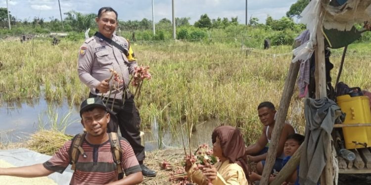 Bhabinkamtibmas BRIPKA Jumi P. Sihombing Dapat Apresiasi Kapolres Siak, Kapolsek Tualang Ucapkan Ini