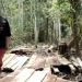 BKSDA Kemana? Perambah Hutan Suaka Margasatwa Kerumutan Marak