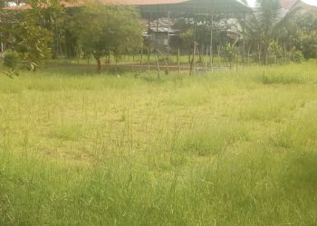 Proyek Rumput Vetiver BPBD Aceh Kota Langsa Diduga Buang Anggaran Tahun 2022