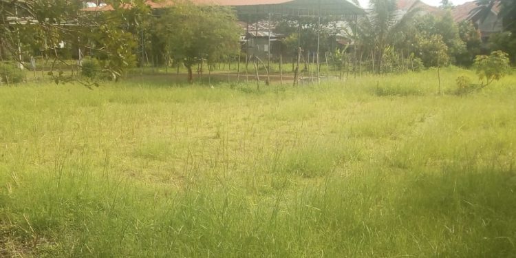 Proyek Rumput Vetiver BPBD Aceh Kota Langsa Diduga Buang Anggaran Tahun 2022
