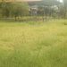 Proyek Rumput Vetiver BPBD Aceh Kota Langsa Diduga Buang Anggaran Tahun 2022