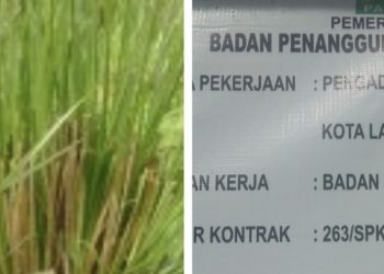 APH Diminta Usut Proyek Rumput Vetiver Milik BPBD Aceh Di Kota Langsa