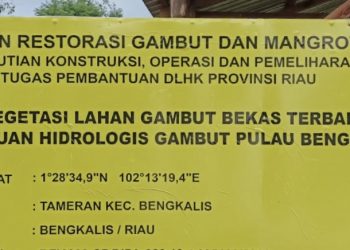 Penanaman Pohon Gerunggang dan Meranti Kegiatan Revitigasi Lahan Gambut Terbakar Kesatuan Hidrologis Bengkalis Diduga Ada Penyimpangan