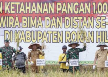 Gubri Bersama Danrem 031 Wira Bima, Kapolda Riau dan Bupati Rohil Panen Raya Padi
