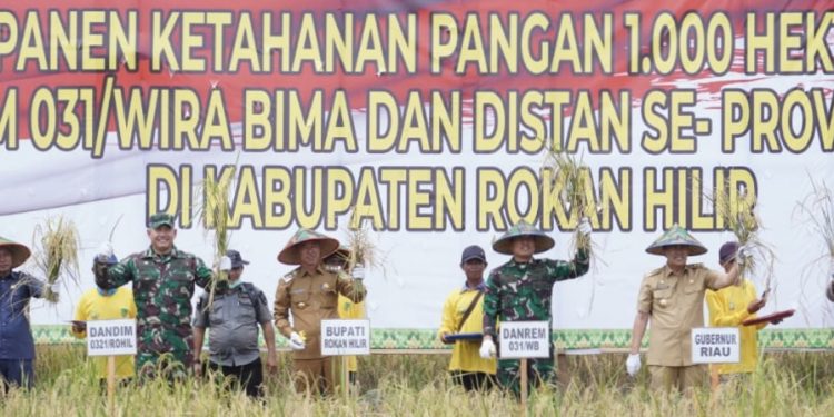 Gubri Bersama Danrem 031 Wira Bima, Kapolda Riau dan Bupati Rohil Panen Raya Padi