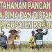 Gubri Bersama Danrem 031 Wira Bima, Kapolda Riau dan Bupati Rohil Panen Raya Padi