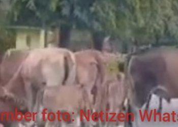 Lembu Kerap Berkeliaran Dalam Kota Langsa, Diduga Tidak Ada Pemiliknya