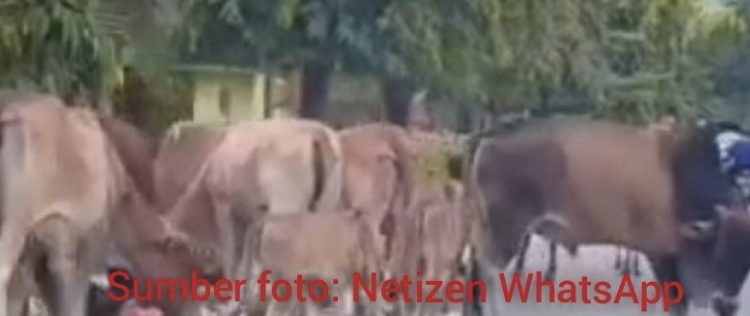 Lembu Kerap Berkeliaran Dalam Kota Langsa, Diduga Tidak Ada Pemiliknya