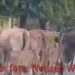 Lembu Kerap Berkeliaran Dalam Kota Langsa, Diduga Tidak Ada Pemiliknya
