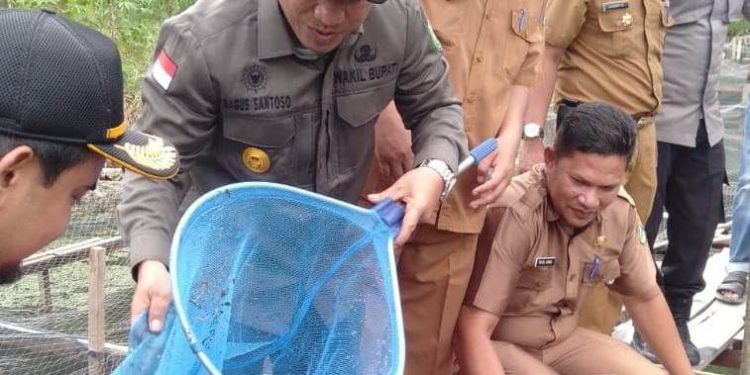 Wabup Bagus Santoso Panen Lele di Bantan Tengah, Berdayakan Kolam Bekas Galian Batu Bata