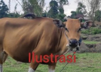 Dinas DPPKP Kota Langsa Sudah Vaksinasi Sapi Masyarakat