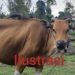 Dinas DPPKP Kota Langsa Sudah Vaksinasi Sapi Masyarakat