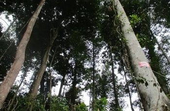 Foto : Ilustrasi (net)