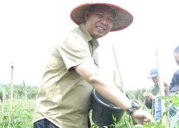 Tekan Inflasi, Sekdako Pekanbaru Panen Raya Cabe Rawit di Okura