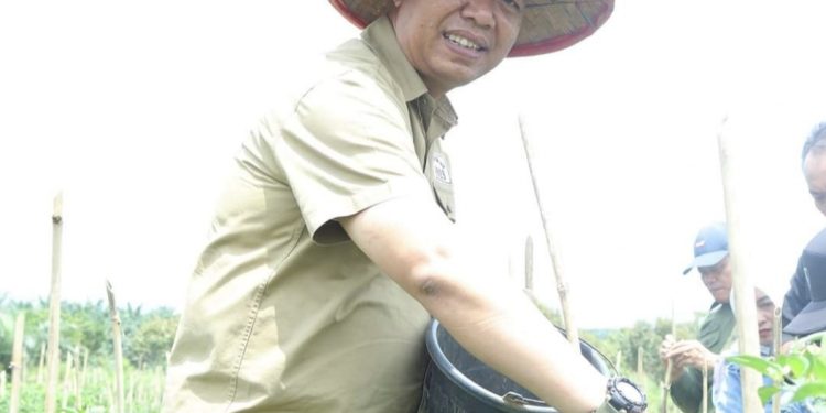 Tekan Inflasi, Sekdako Pekanbaru Panen Raya Cabe Rawit di Okura