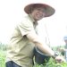 Tekan Inflasi, Sekdako Pekanbaru Panen Raya Cabe Rawit di Okura