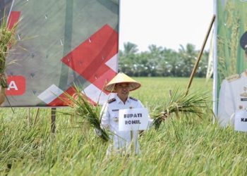 Gubernur Riau dan Bupati Rohil Panen Raya Padi 1 Juta Hektar di Rimba Melintang