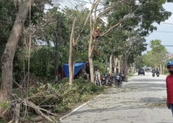 Bersihkan Pohon, PLN Bengkalis Antisipasi Listrik Padam Bulan Ramadhan