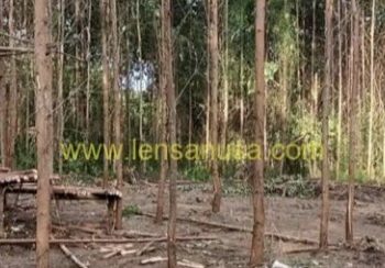 Sengketa Dengan Masyarakat Adat Batin Sangeri dan PT AA, Polisi Tangkap Anak Batin Sangeri