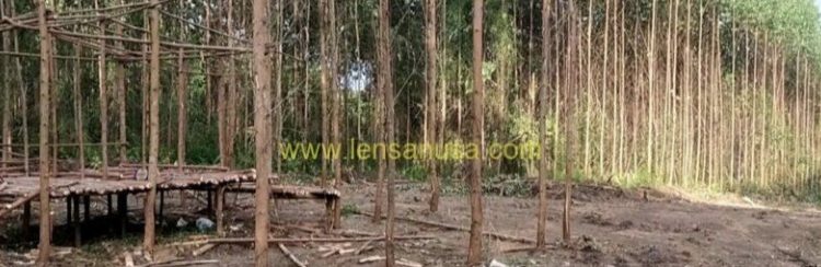 Sengketa Dengan Masyarakat Adat Batin Sangeri dan PT AA, Polisi Tangkap Anak Batin Sangeri
