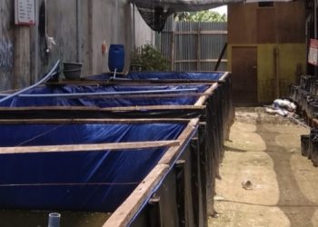 Program Ketahanan Pangan Gampong Pekan Langsa Di Pertanyakan