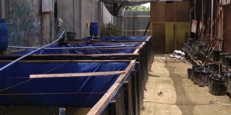 Program Ketahanan Pangan Gampong Pekan Langsa Di Pertanyakan
