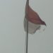 Keterlaluan, Bendera Sudah Sobek Masih Di Pakai SDN Cinta Raja
