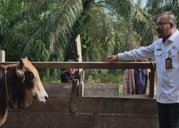 Idul Adha 1444, DLH Rohil Sembelih 10 Ekor Lembu dan 1 Kambing