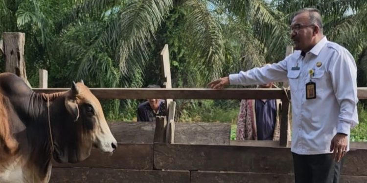 Idul Adha 1444, DLH Rohil Sembelih 10 Ekor Lembu dan 1 Kambing