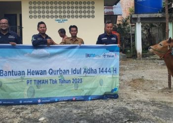 PT Timah Tbk Salurkan Bantuan Hewan Kurban di Pulau Belitung