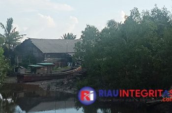 Aktivis Sorot Pengusaha Arang Gundulkan Hutan Bakau di Desa Kadur Rupat